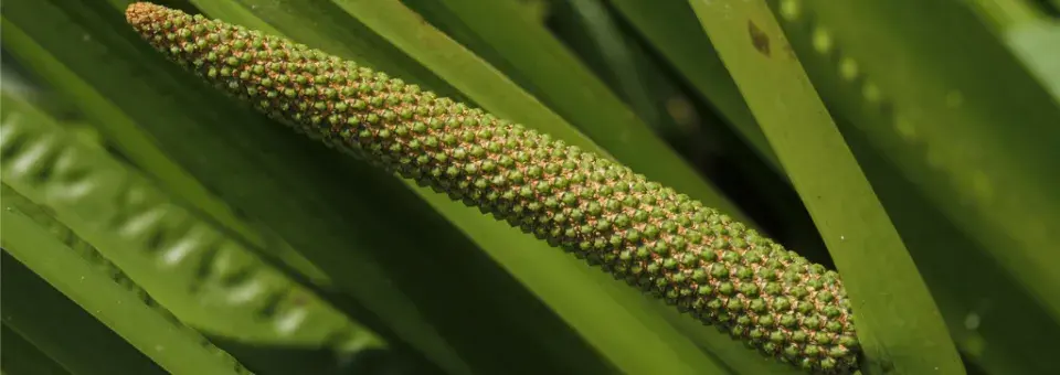 Puškvorec obecný Náhled