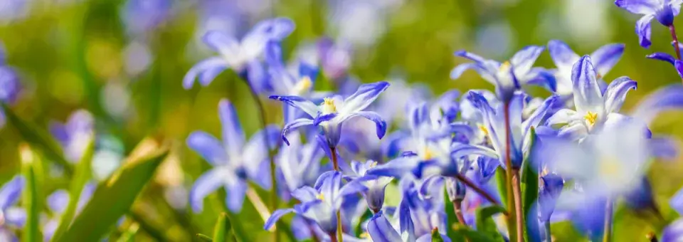 Ladonička zářící Náhled