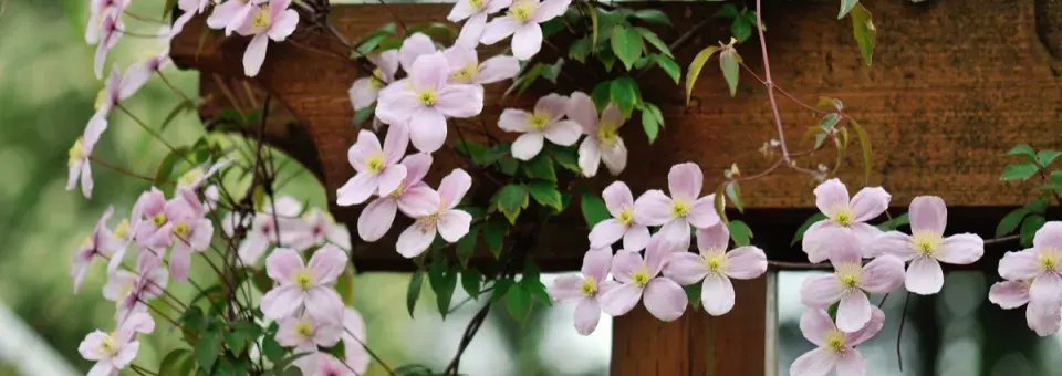 Plamének horský Náhled