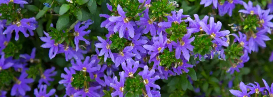 Vějířovka nezlomná Náhled