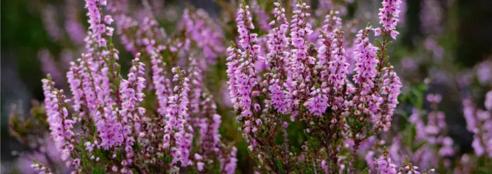 Vřes obecný Náhled