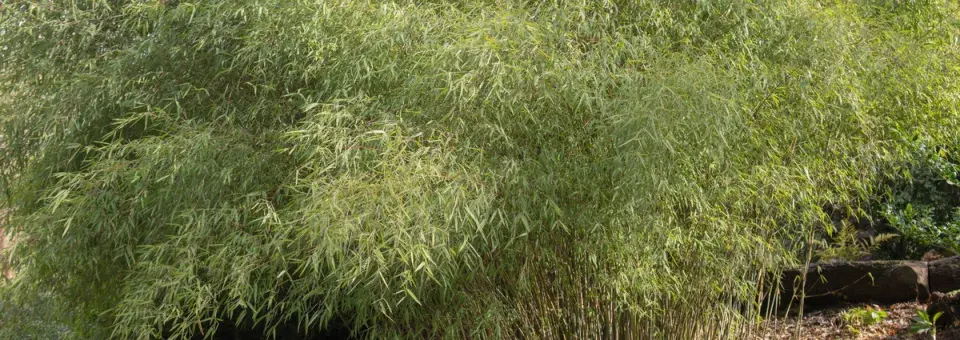 Rákosovec lesklý Náhled