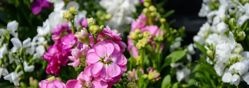 Fiala šedivá Náhled