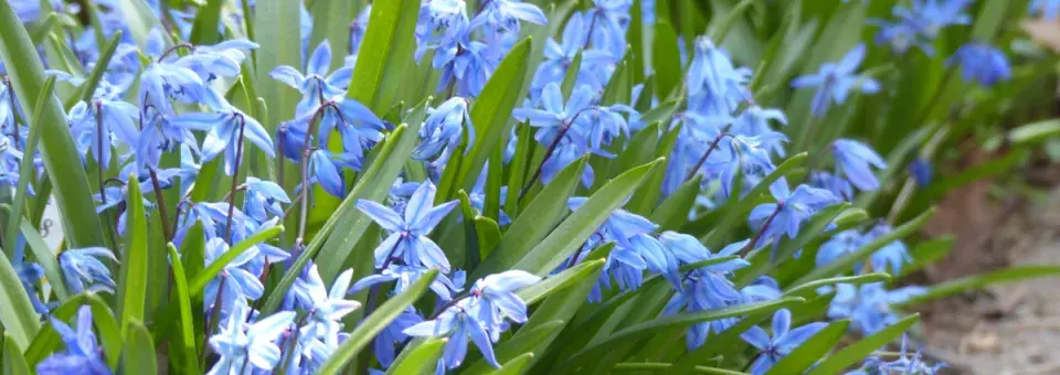 Ladoňka sibiřská Náhled