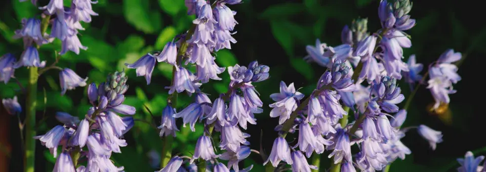 Hyacintovec španělský Náhled