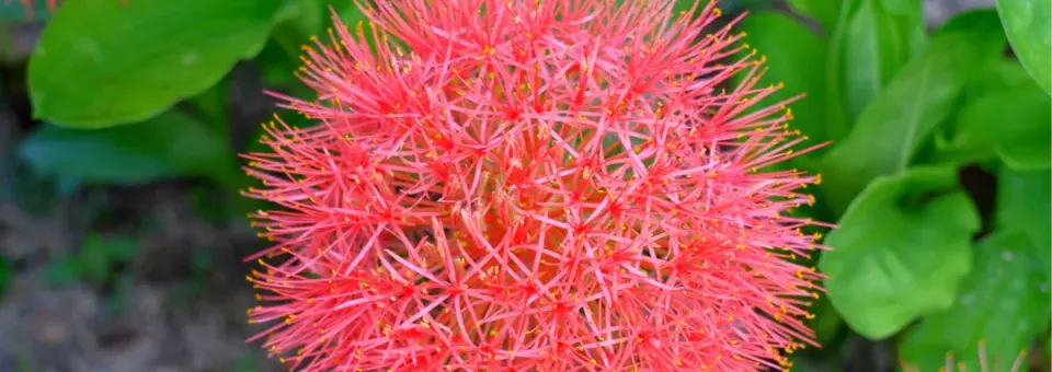 Krvokvět Kateřinin Náhled