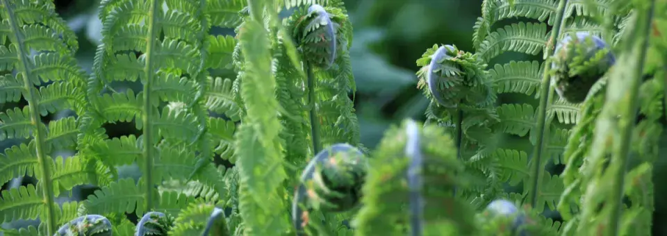 Osladič obecný Náhled