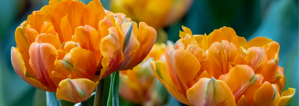 Tulipány Triumph Náhled