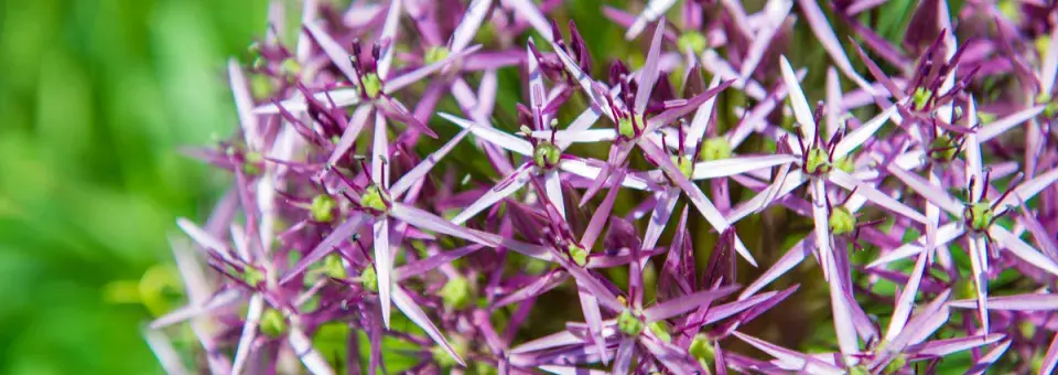 Česnek Christophův Náhled