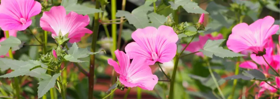 Slézovec tříměsíční Náhled