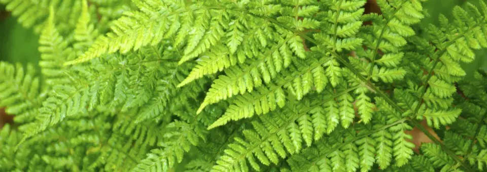 Kapraď samec Náhled