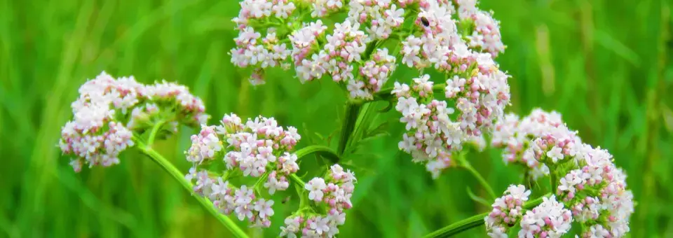 Bedrník anýz Náhled