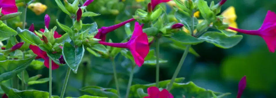 Nocenka zahradní Náhled