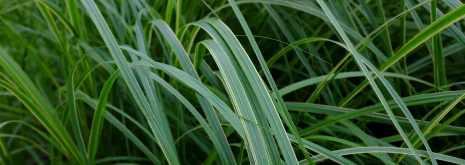 Spartina Michauxova Náhled