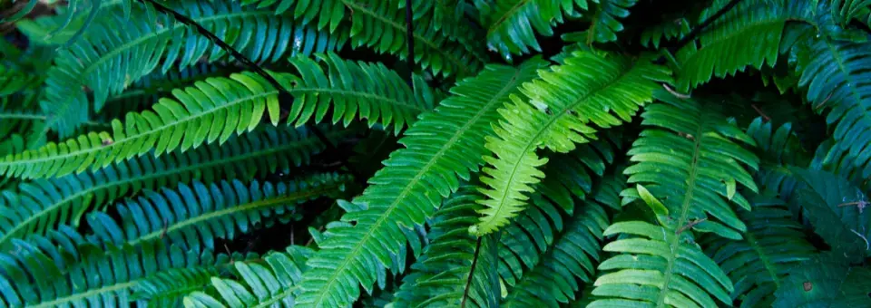 Žebrovice různolistá Náhled