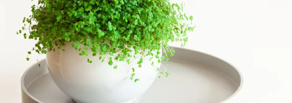 Domácí štěstí Náhled