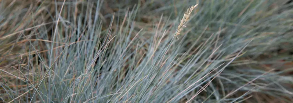 Kostřava sivá Náhled