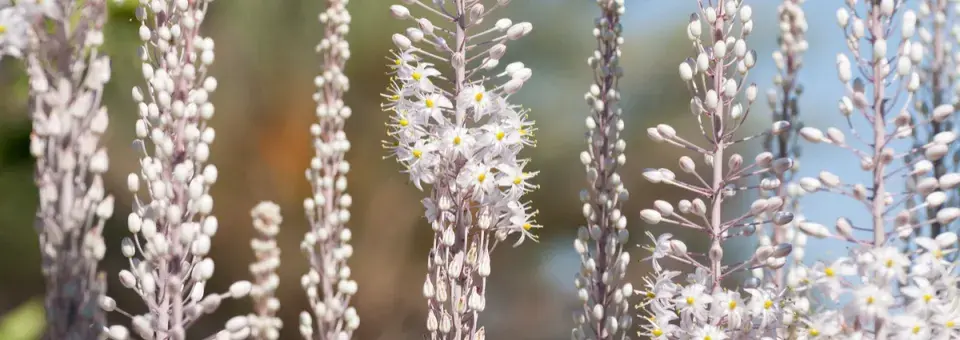 Urginea přímořská Náhled