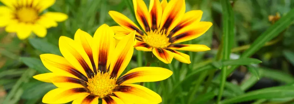 Gazánie zářivá Náhled
