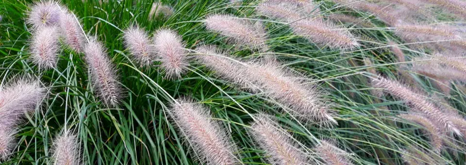 Dochan psárkovitý Náhled