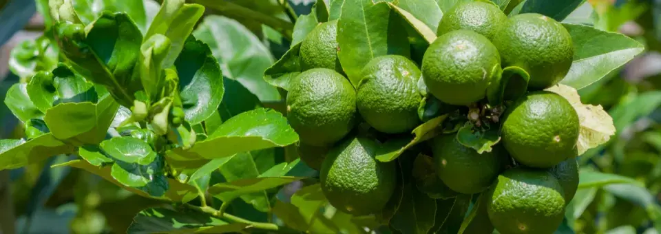 Citroník kyselý Náhled