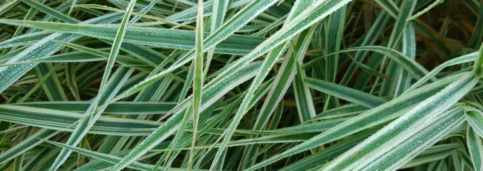 Ostřice japonská Náhled