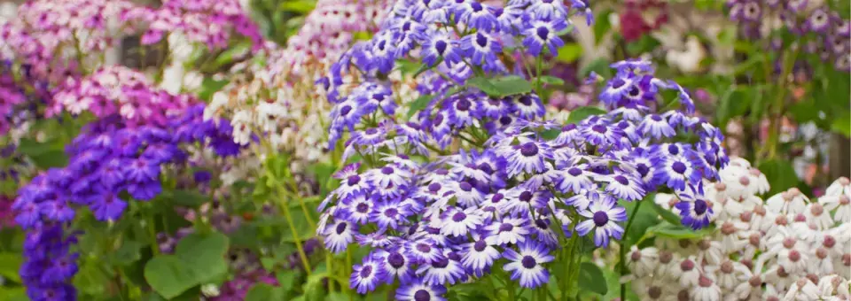 Cinerárie zahradní Náhled