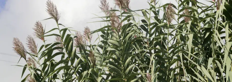 Ozdobnice obrovská Náhled