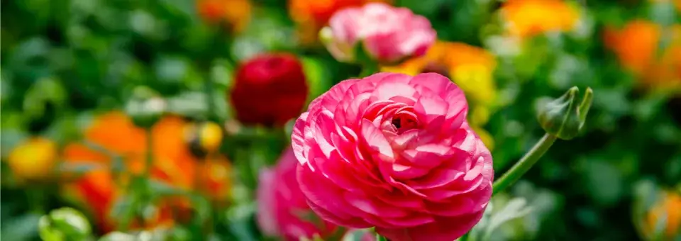 Pryskyřník perský Náhled