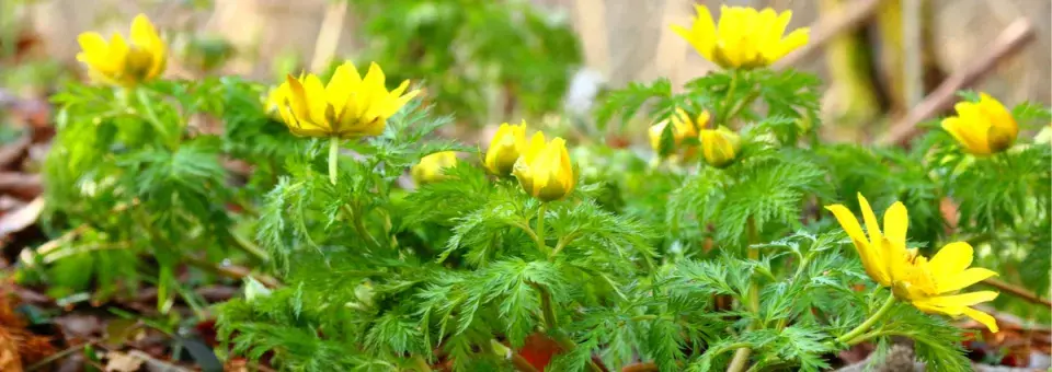 Hlaváček amurský Náhled