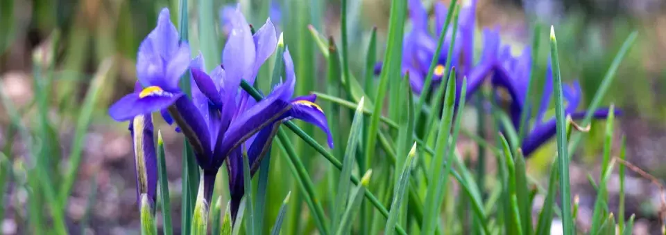 Kosateček síťkovaný Náhled