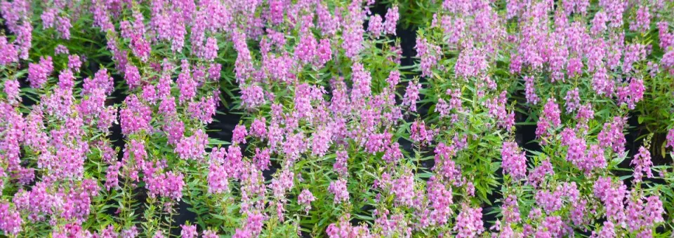 Angelonie úzkolistá Náhled