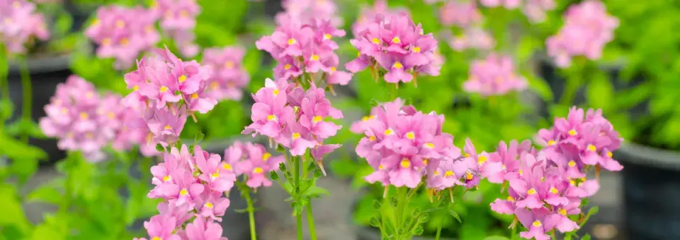 Hledíkovka keříčková Náhled