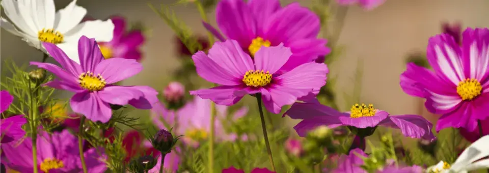 Krásenka zpeřená Náhled