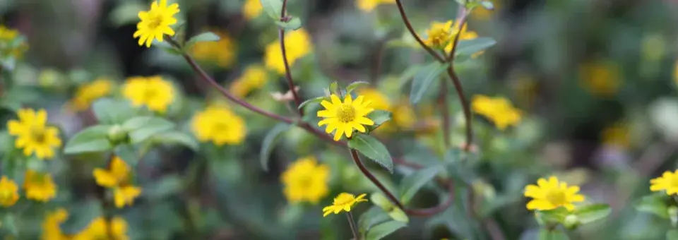 Vitálka položená Náhled