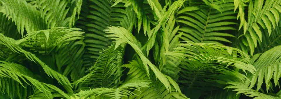 Hasivka orličí Náhled