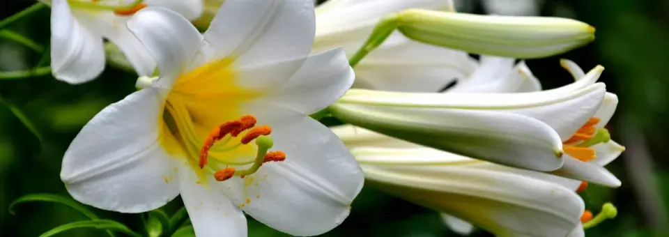 Lilie královská Náhled