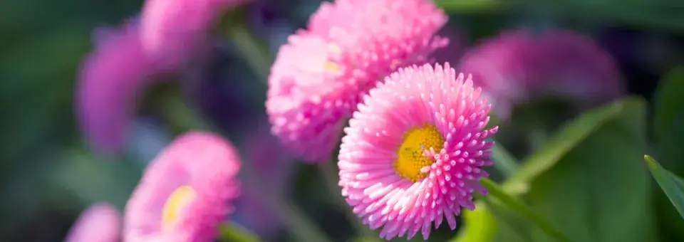 Sedmikráska obecná Náhled