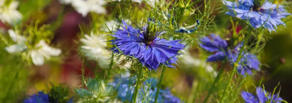 Černucha damašská Náhled