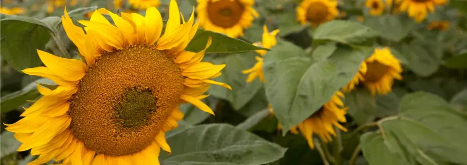 Slunečnice roční Náhled