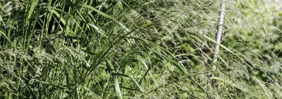 Proso prutnaté Náhled