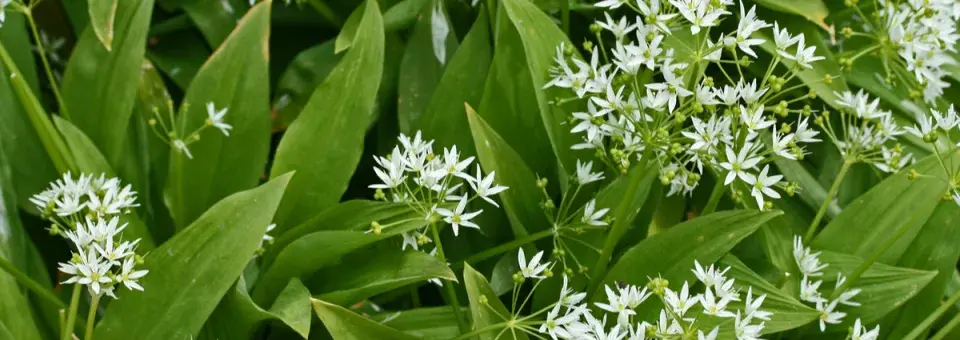 Česnek medvědí Náhled