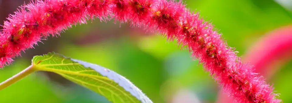 Laskavec ocasatý Náhled