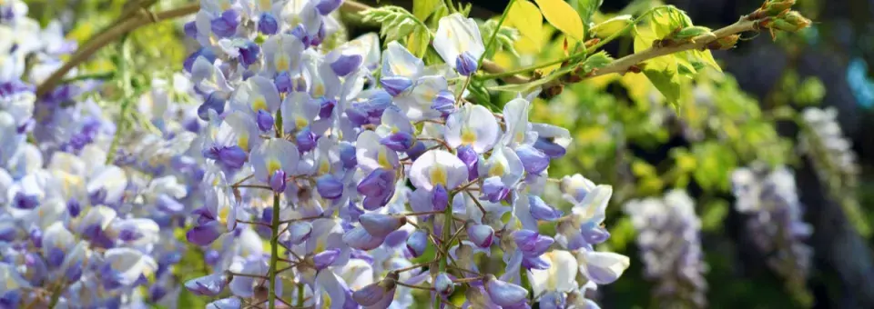 Vistárie čínská Náhled