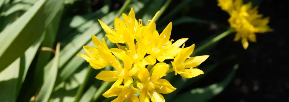 Česnek zlatý Náhled