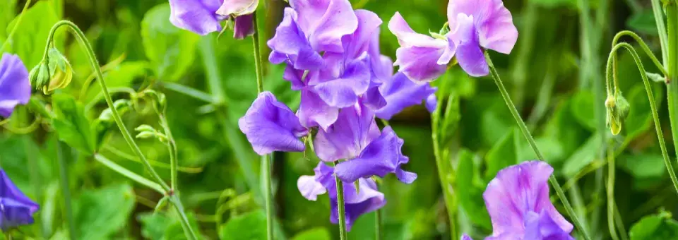 Hrachor vonný Náhled