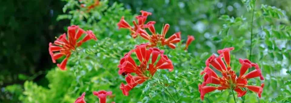 Trubač kořenující Náhled