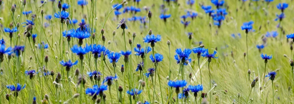 Chrpa modrá Náhled