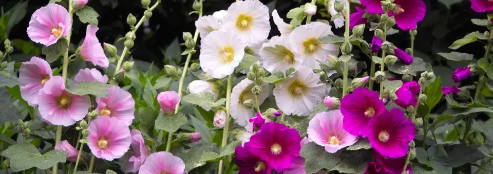 Topolovka růžová Náhled