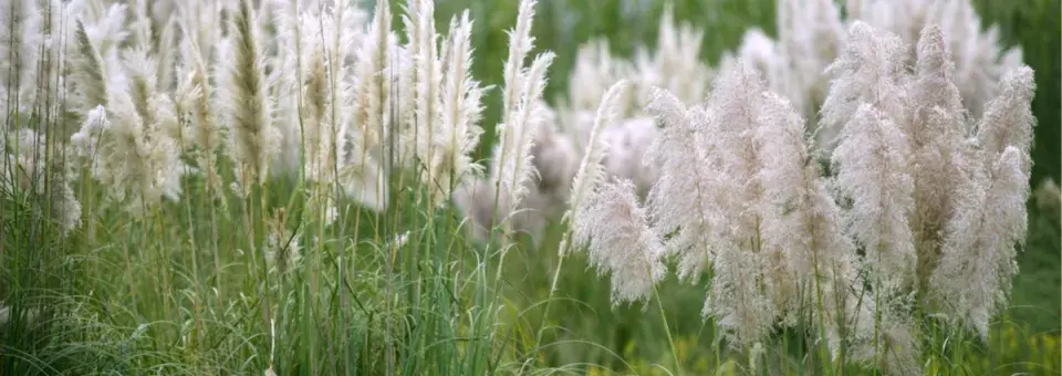 Pampová tráva Náhled
